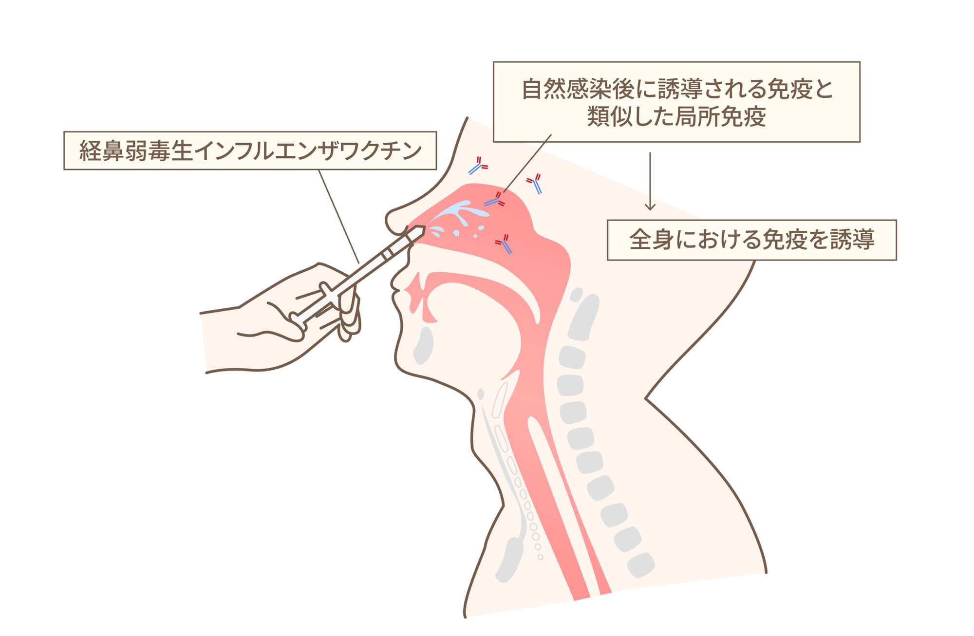 「フルミスト®（経鼻弱毒生インフルエンザワクチン）」について